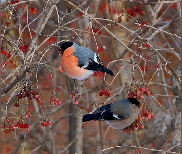 Красногрудые красавцы
