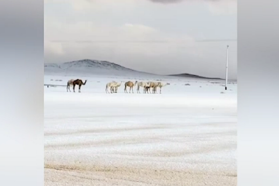     / Источник: © Соцсети. Кадр из видео