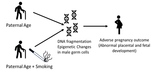 Возраст отца и прочие факторы образа жизни могут существенно влиять на эпигенетику мужских половых клеток, что приводит к снижению способности к оплодотворению, формированию эмбрионов низкого качества и неблагоприятно влияет на исход беременности. 