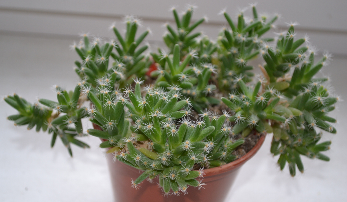 Моя "ёлочка" триходиадема денсум. Обрезка пошла ей на пользу, она стала намного гуще. Хороша и без цветов