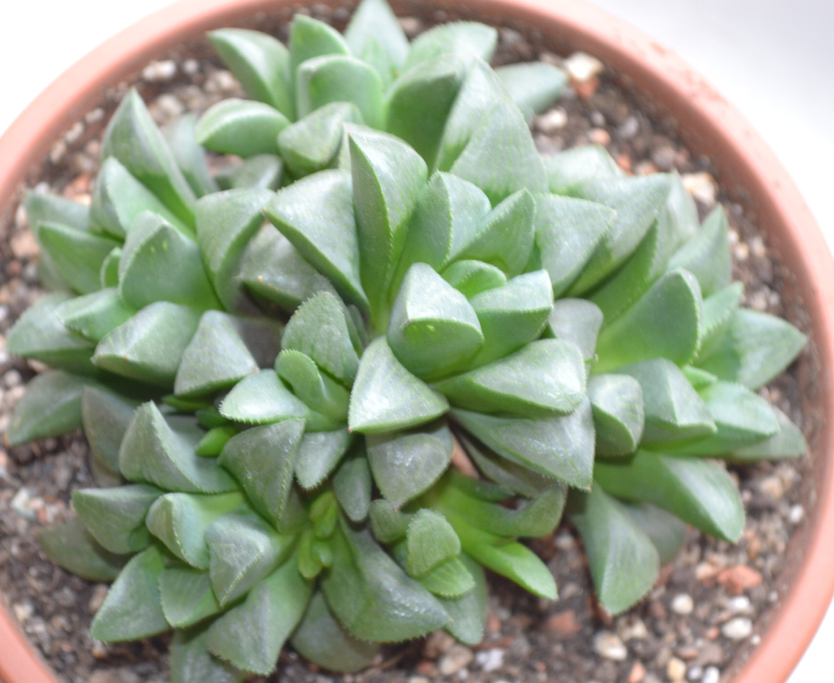 Хорошо разрослась и хавортия ретуза