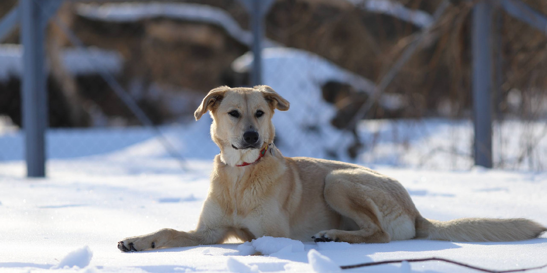 Даже если ваша собака не боялась салютов раньше, это не гарантия, что так будет всегда