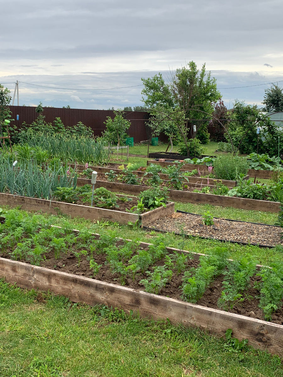Наш огород. Фото Мой второй сад.