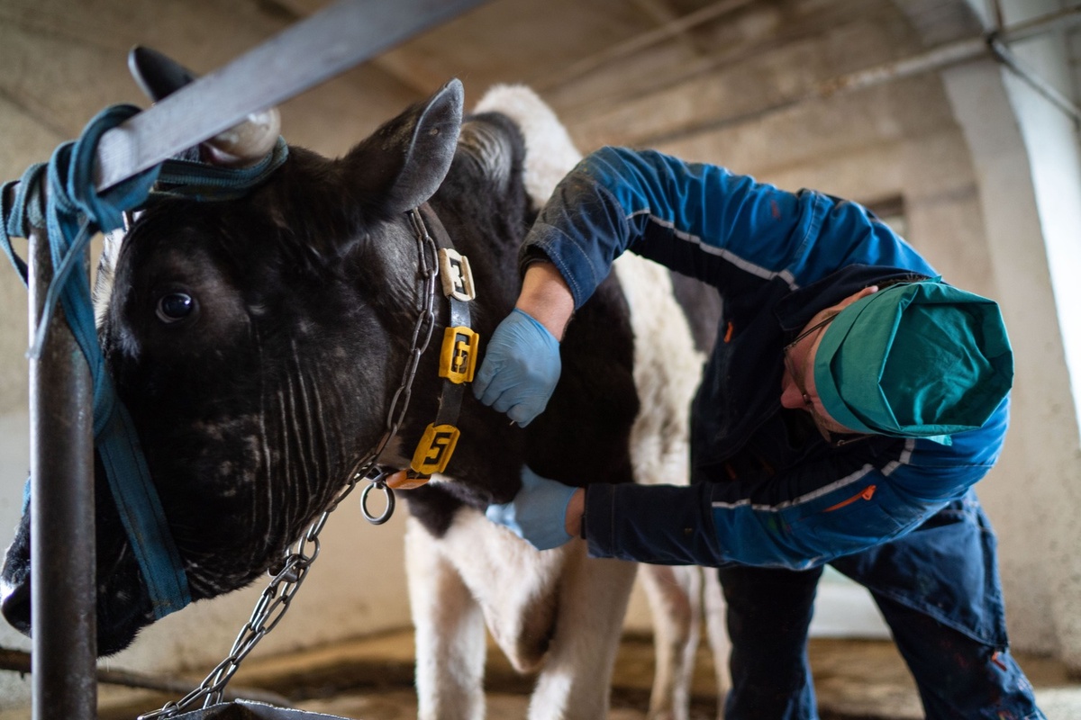 Фото: Александр Плонский / «ВиЖ»