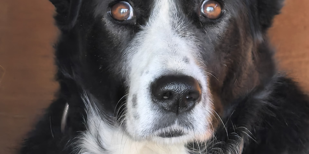 Всё, это конец! Нам конец!