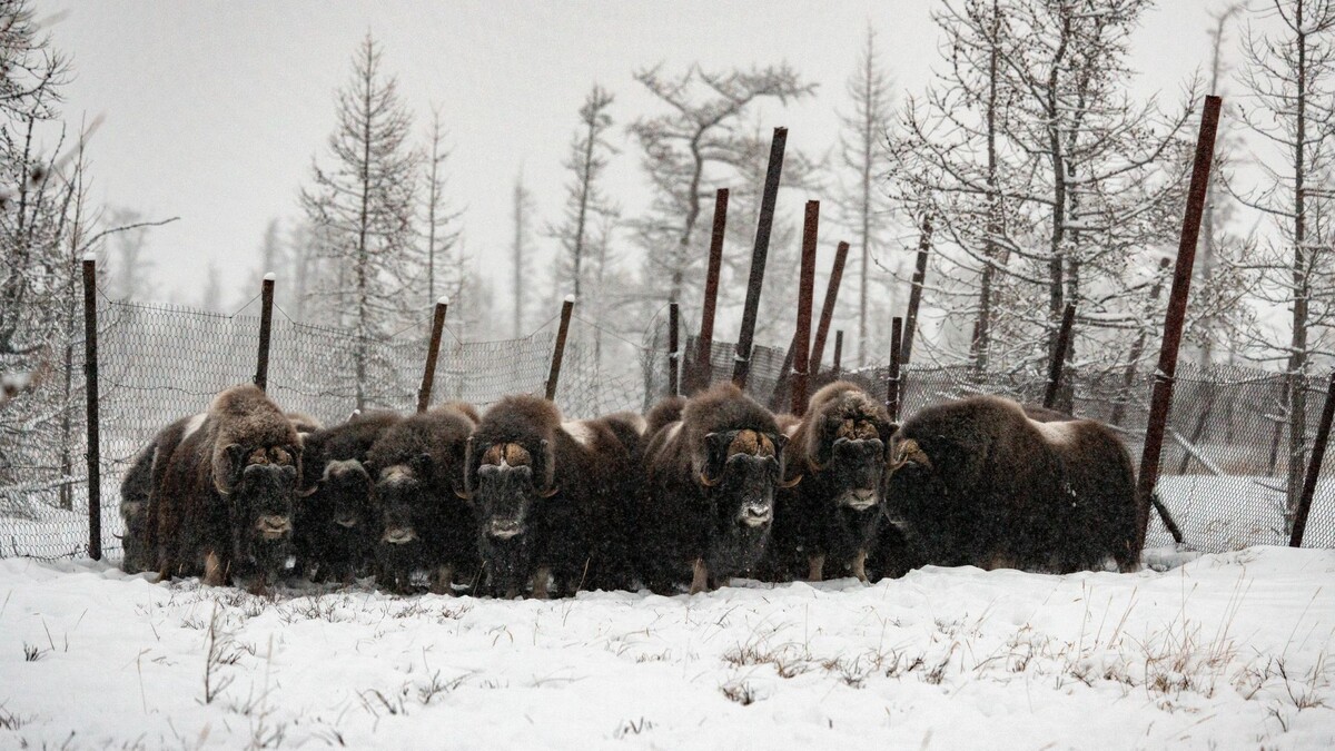    Фото: Сергей Зубков / «Ямал-Медиа»