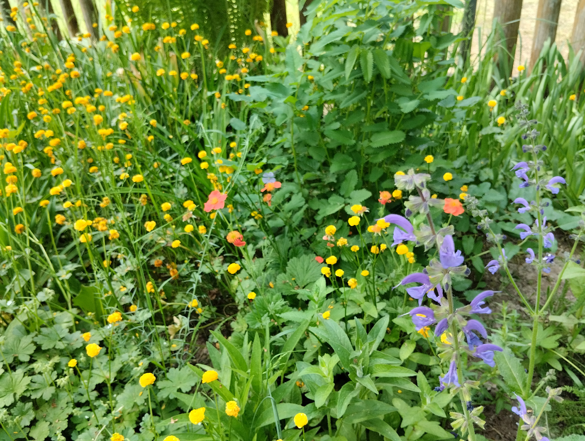 шалфей луговой с лютиками 'Plena' и гравилатом 'Borisii'