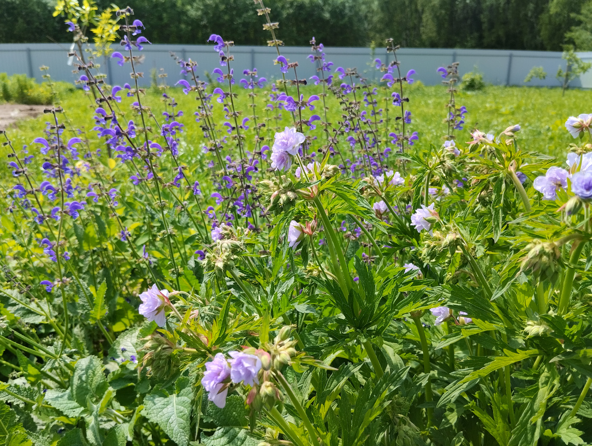 Шалфей луговой как фон для герани 'Cloud Nine'