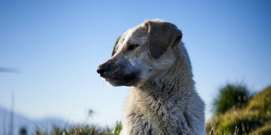 Пес в подарок к дому: волонтеры ищут приют для собаки, оставшейся после сделки купли-продажи