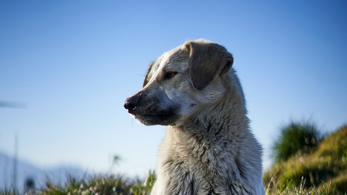    Пес, похожий на спасенного в Новосибирске