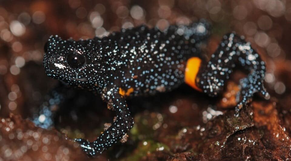   K.P. Rajkumar et al. / Herpetology Notes, 2025