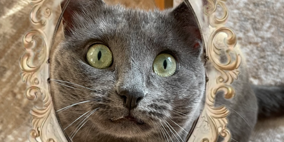 "Что там за кот?" Можно ли объяснить кошке, что отражение в зеркале – это она сама