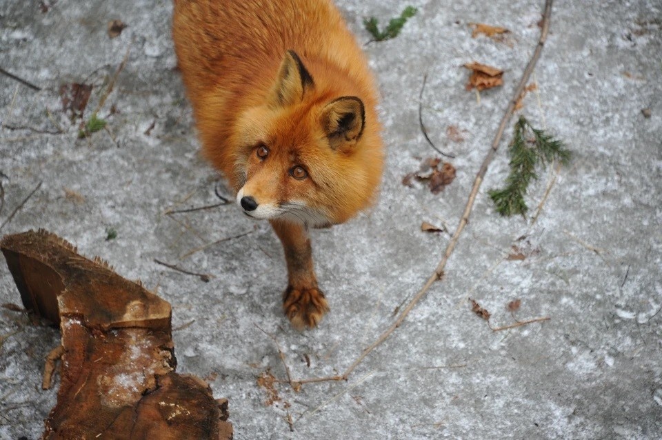    В Крыму участились нападения зараженных бешенством животных Виктор ГУСЕЙНОВ