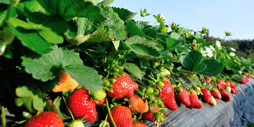 Решение для ягодных культур от Элитных агросистем