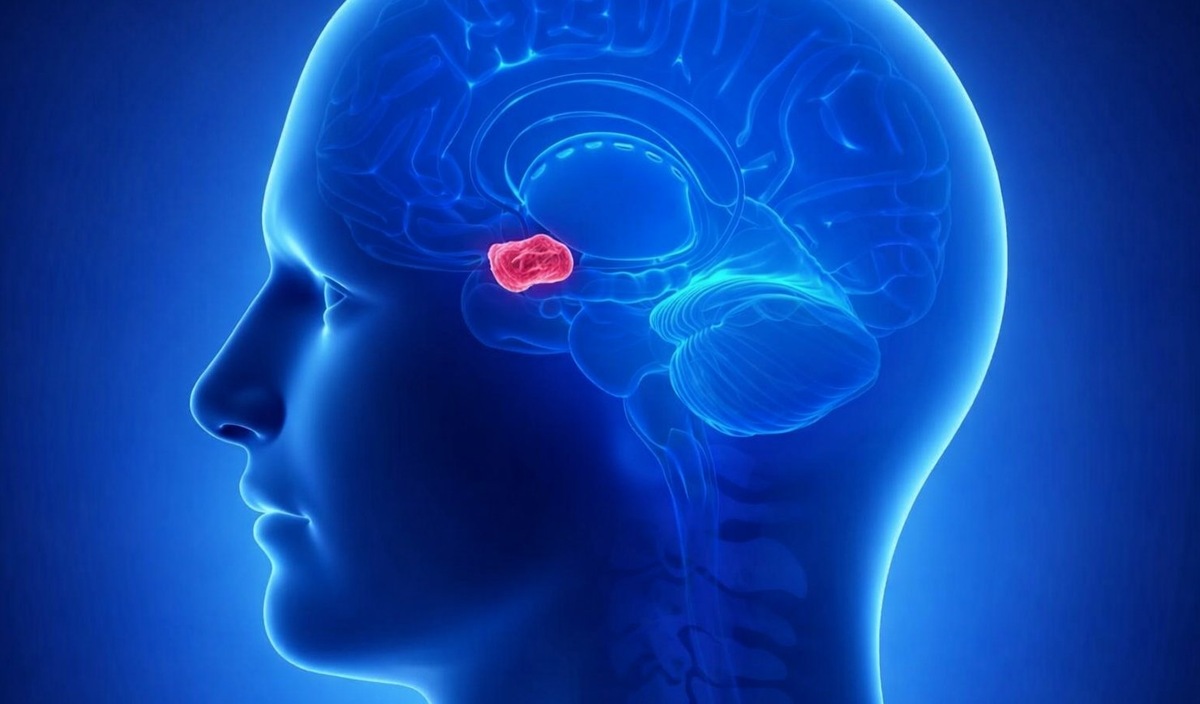    Где находится миндалевидное тело в мозге человека