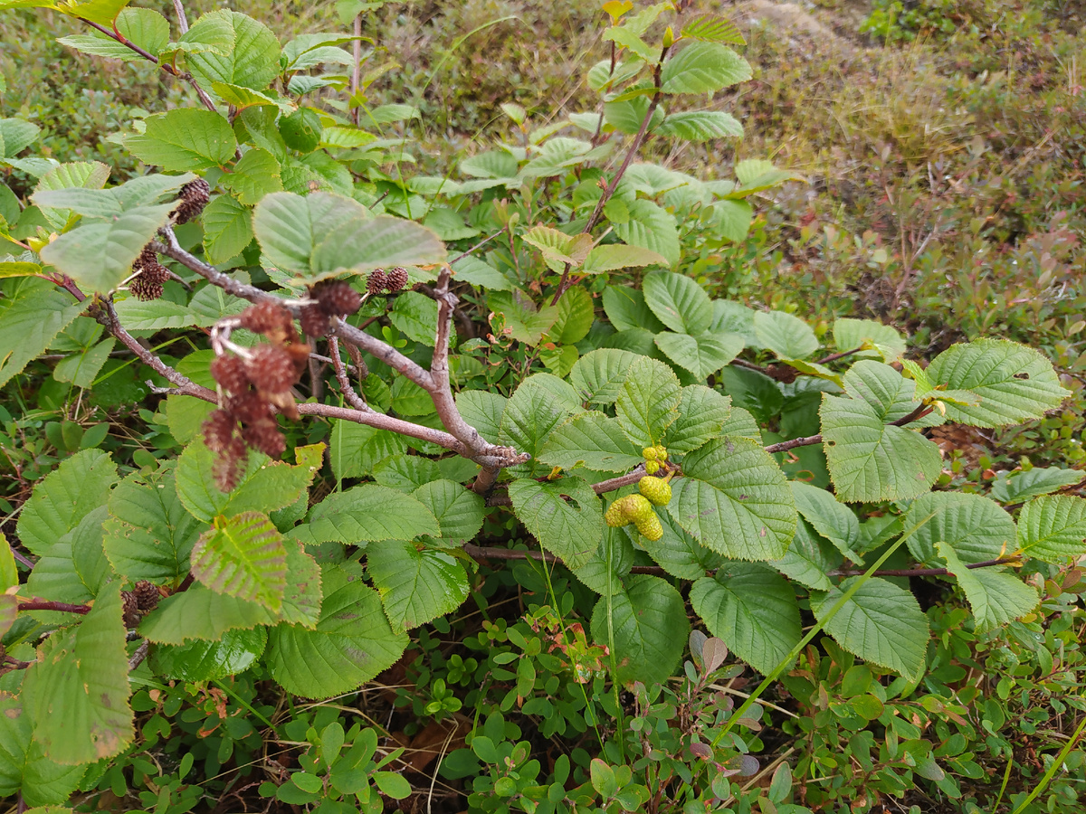 КАрликовая ольха в тундре на юге Таймыра