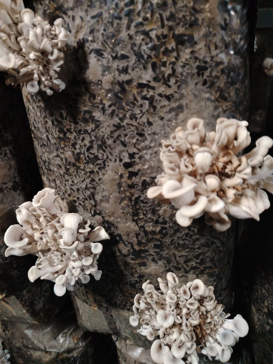 Отмирание части друзы Р-24