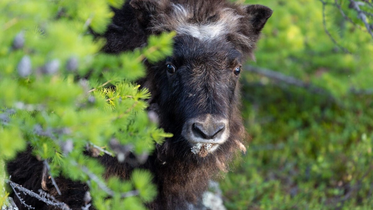    Фото: Федор Воронов/«Ямал-Медиа»