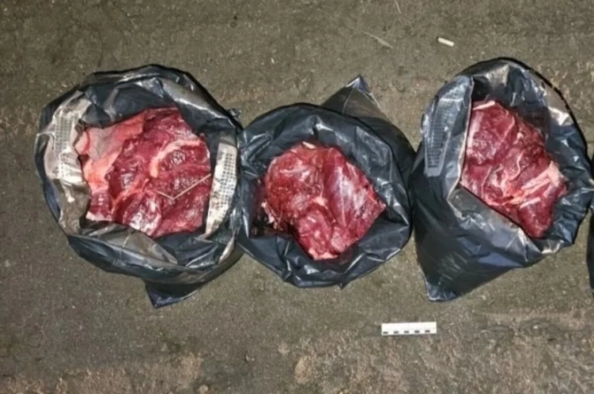    В Зубцовском округе задержали трёх браконьеров с тушей лося