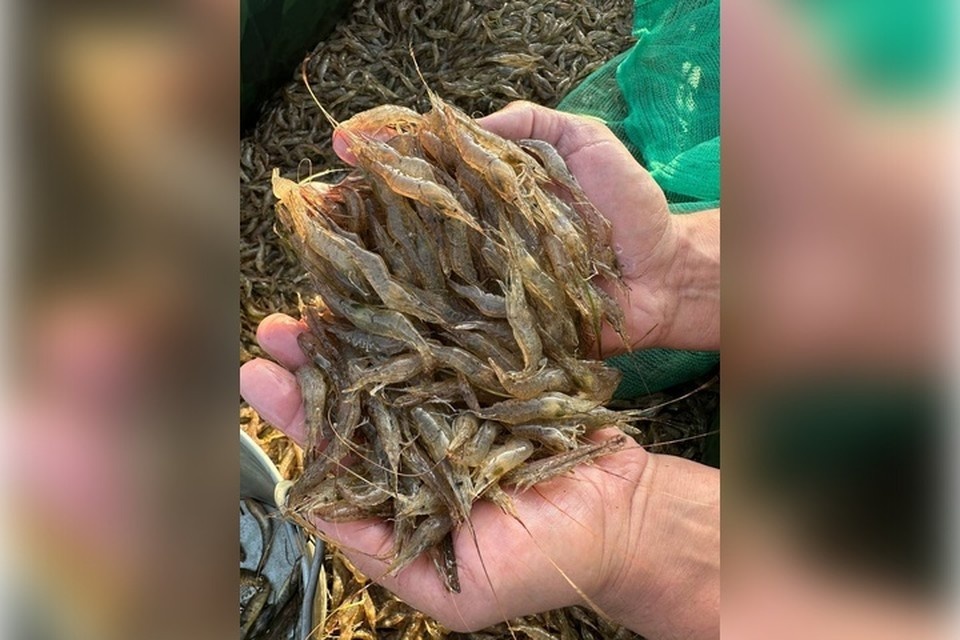    Итоги годового улова подвели в регионе. Фото: министерство агропромышленного комплекса, продовольственной политики и рыболовства Херсонской области