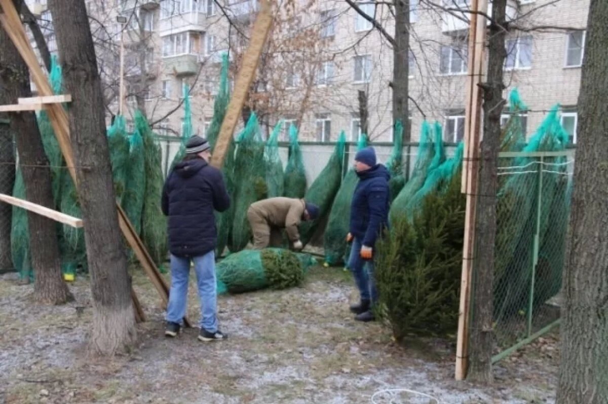    Ёлочные базары в Туле заработают с 20 декабря