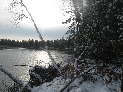 Фотографии Татьяны Немшановой. Осень таёжная. Первый снег осени Сибири ХМАО Югра, Зауралье, Приполярный Урал, Таёжное безмолвие. Таёжная река Манья. 