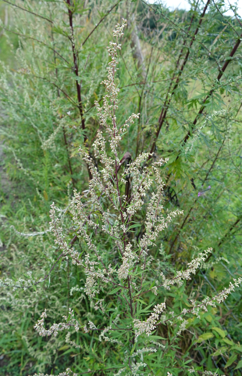 Приятный горький аромат, который сложно спутать с чем то другим. Именно в  таком состойнии можно собирать цветки полыни для приготовления нстоя и сушки.