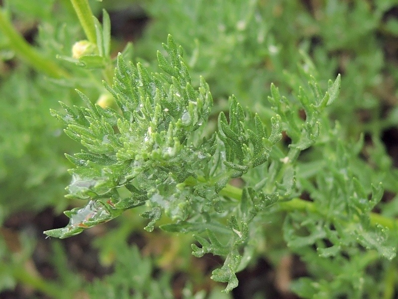 Даже до начала цветения полынь помогает в бесконечной борьбе с комарами. Несколько листьев размятых в ладонях я привязываю к рюкзаку во время прогклки по лесу.