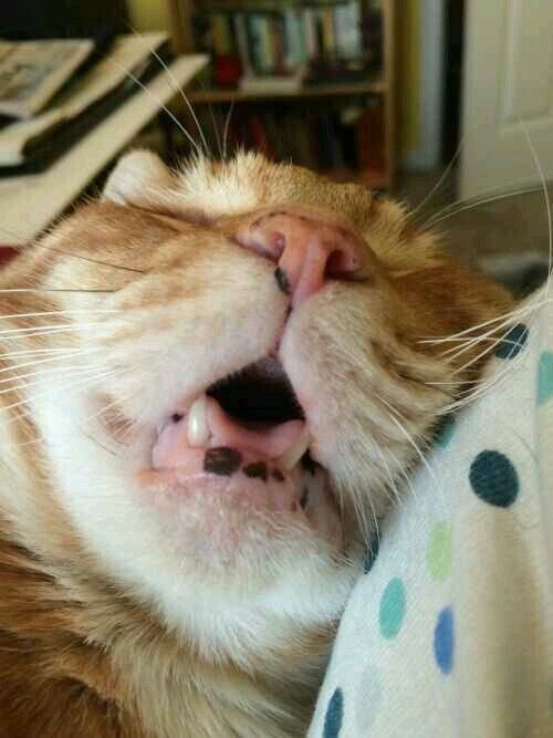 источник фото: https://i.pinimg.com/originals/37/12/d9/3712d92142bf537a1d43c8e187f91b4c.jpg