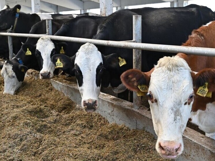     фото пресс-службы правительства ИО