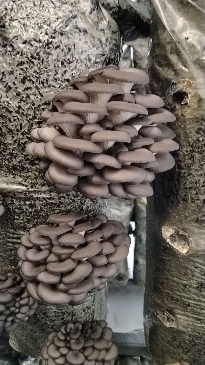 Р-17 на блоке