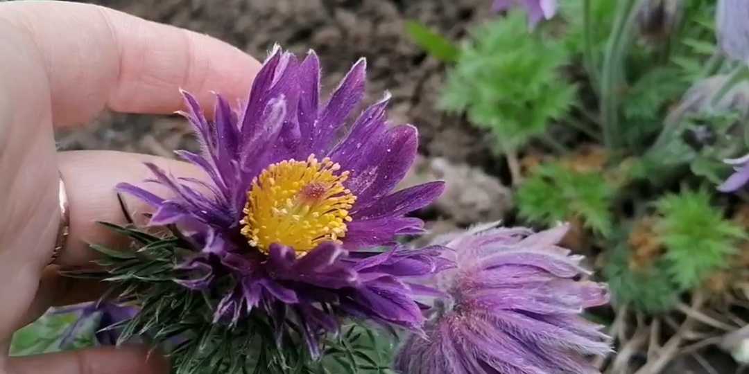 Как я сеяла Прострелы(Pulsatílla) в 2025