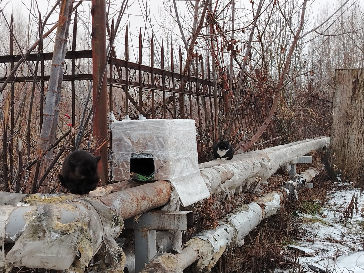 Под небольшим дождикоком коробочка спасёт кошечек. Под ливнем нет. Но, возможно, коробочку потом поменяют. 
