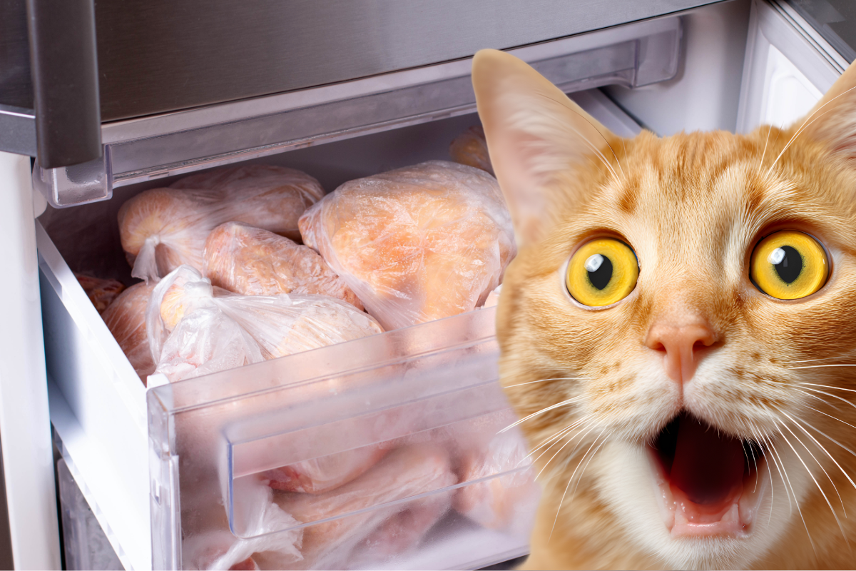 Миф о замороженном мясе для кошек