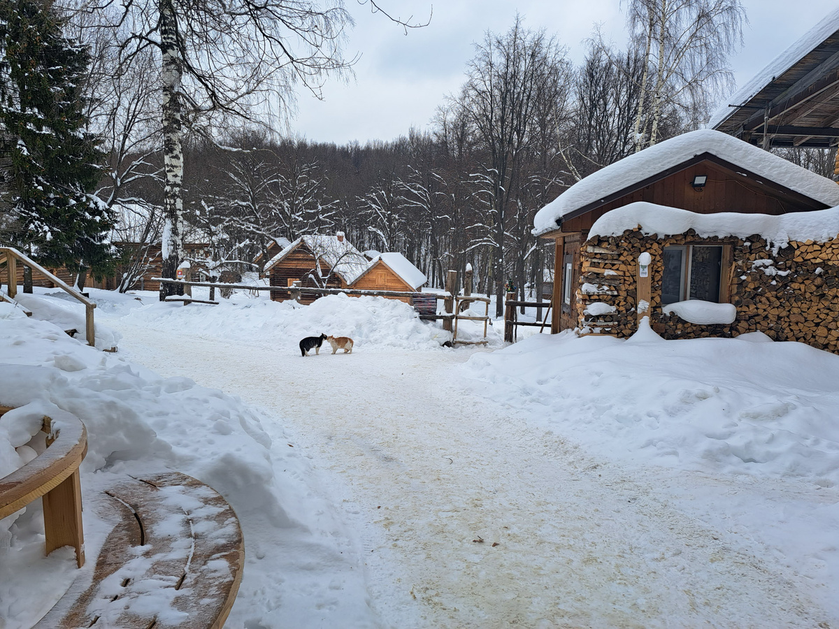 На прямой линии обсудили вопросы энергетики.  Фото: Фото: ФедералПресс / Вера Романескул