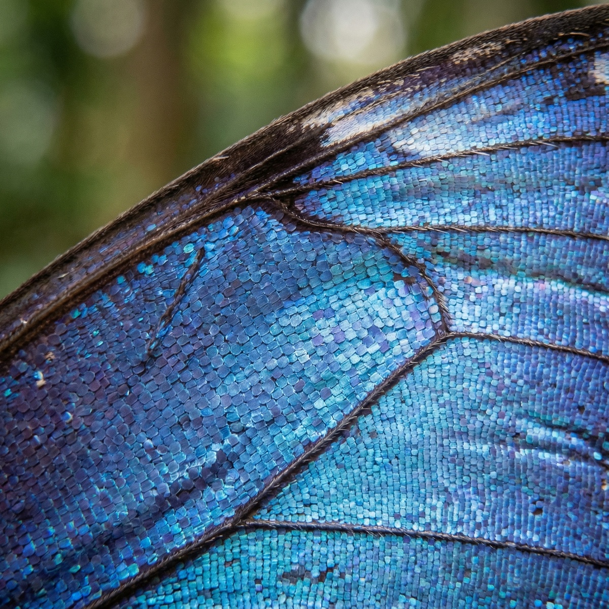 Цвет морфо — не краска, а игра света в микроструктурах