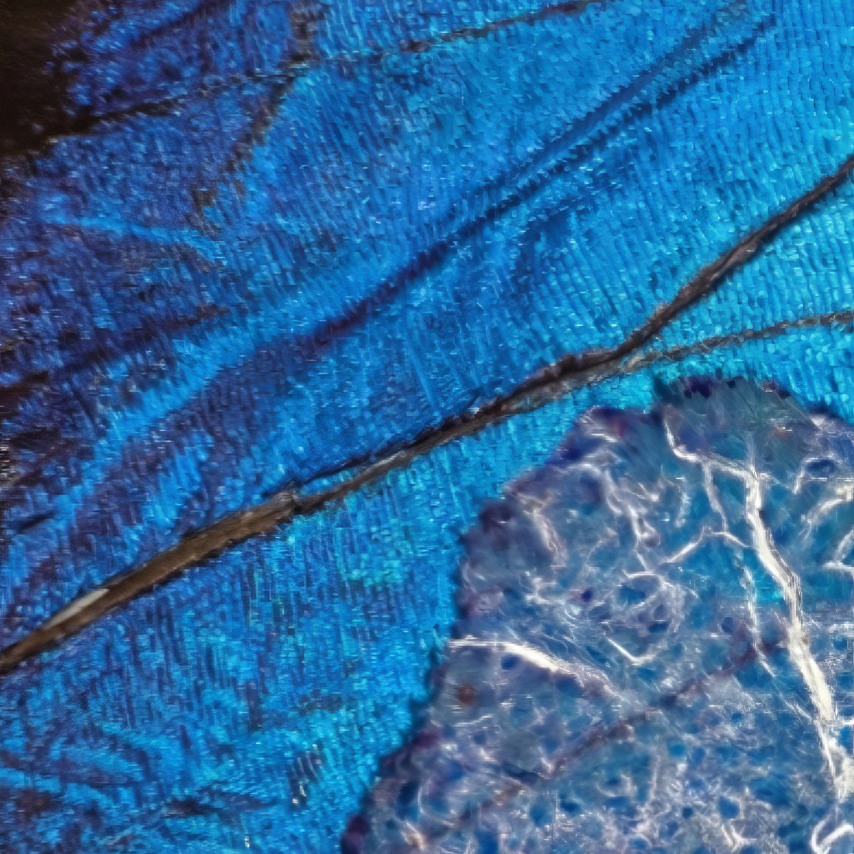 Крыло усиливает сигналы от коллагена — ключевого маркера фиброза