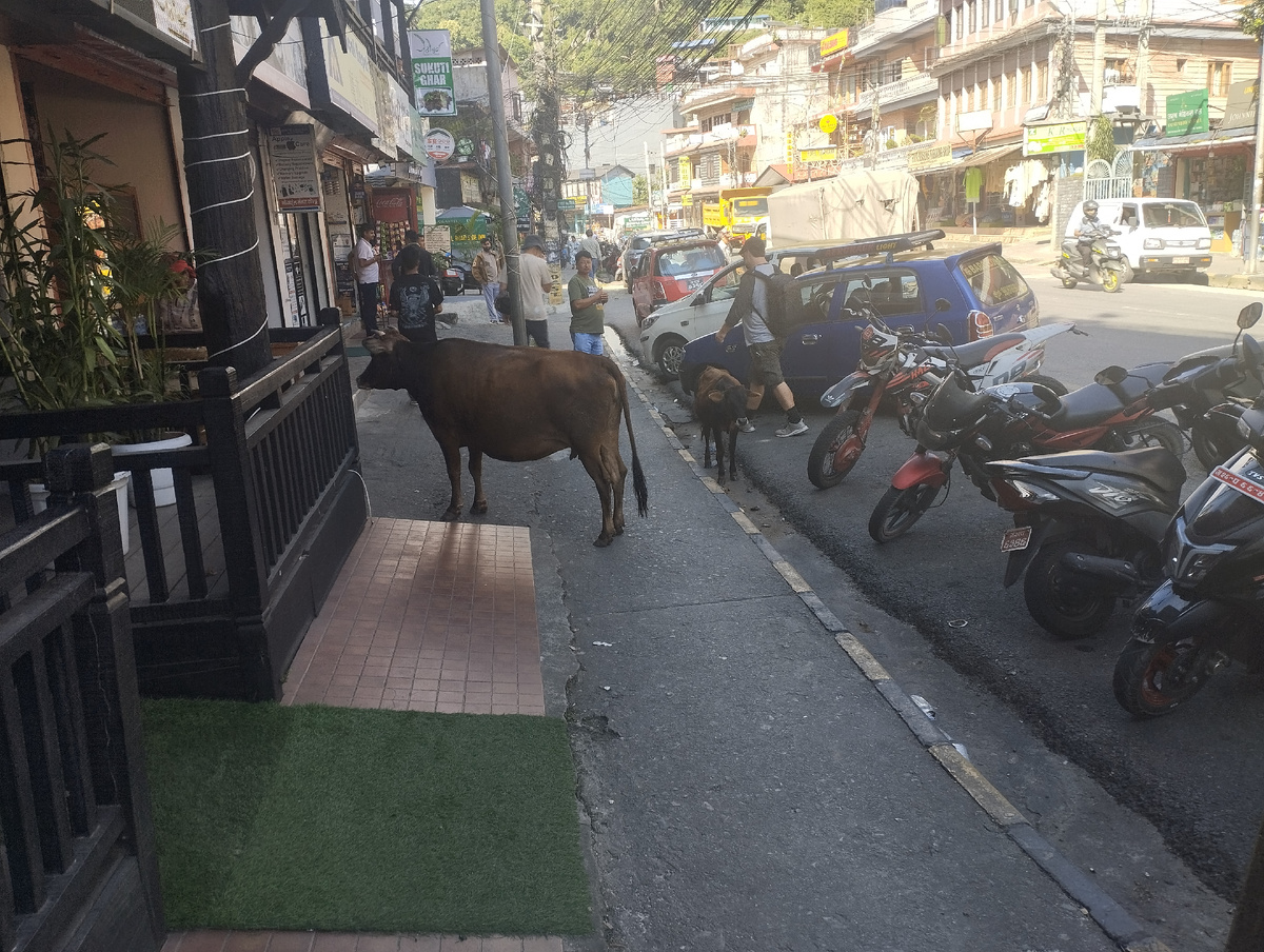 Коровы на улицах Лейксайда