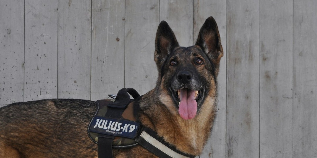 На пенсию в любящую семью: УФСИН пристраивает служебных собак
