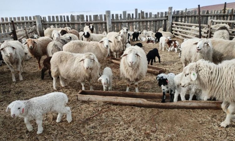    Фото: Пресс-служба Минсельхоза Забайкальского края