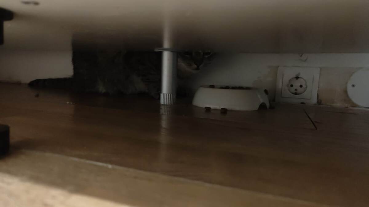 Кошку видите? А она есть. Это единственное было фото из дома, не считая наших, когда мы привезли кошку