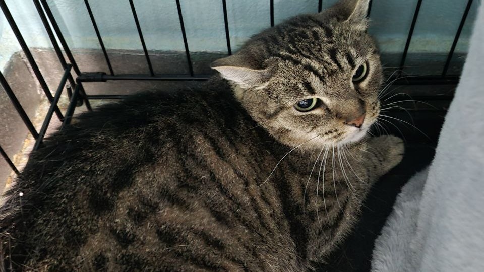 Ох, и наделала шума статья про эту кошку! И далеко не все хотели разбираться что к чему