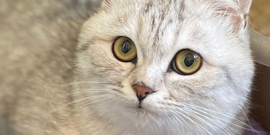 Шотландская вислоухая кошечка ищет дом! Москва, Питер