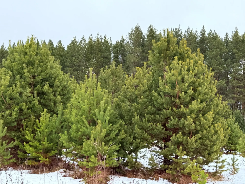    В Шатковском округе семьям участников СВО передали новогодние ели
