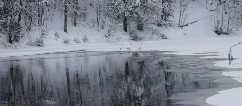     Татьяна Юнгина / «Карелия,как женщина в красе...» / VK
