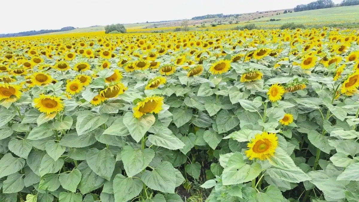 Фото:ООО «Агрохимторг-КМ»Компания ООО «Агрохимторг-КМ» предлагает к реализации уникальные гибриды подсолнечника и рапса