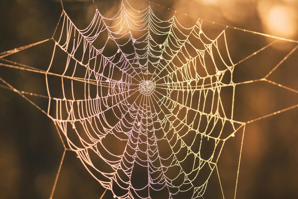    Что общего у нитки паутины, морской звезды, купола кафедрального собора и цветка хризантемы? Радиальная симметрия / Фото: unsplash.com