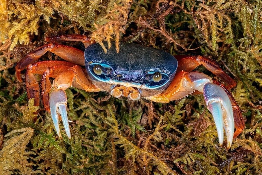 Радужный краб. Фотография из интернета