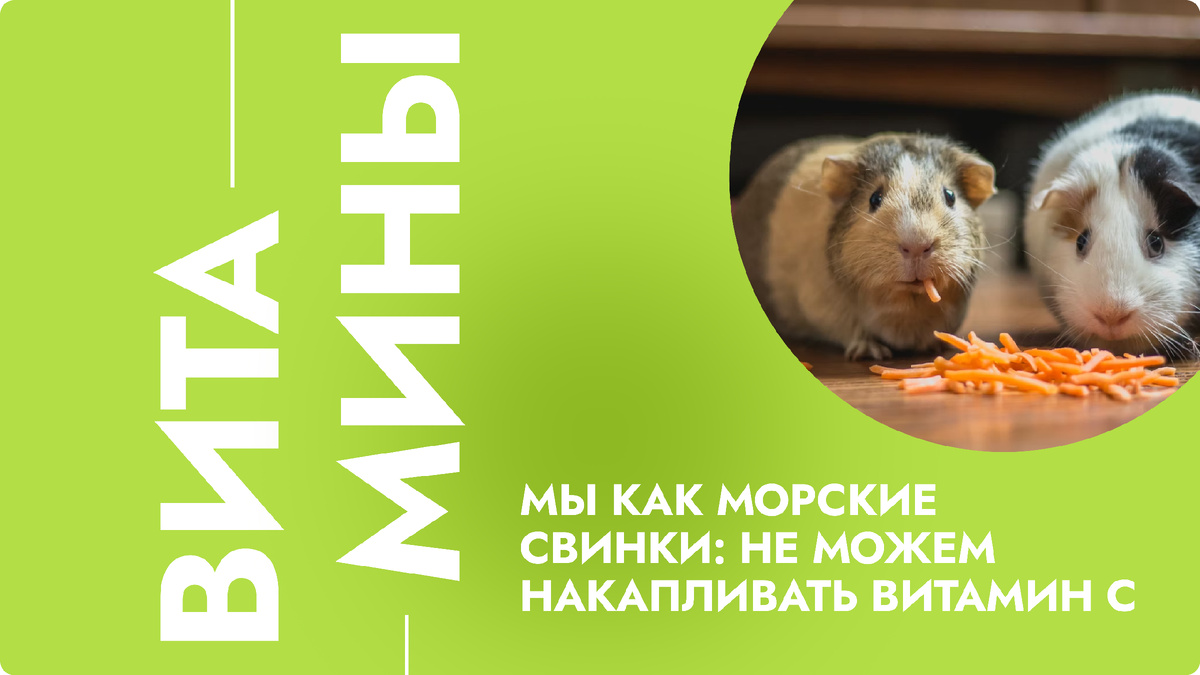 Свинки хотя бы стараются!