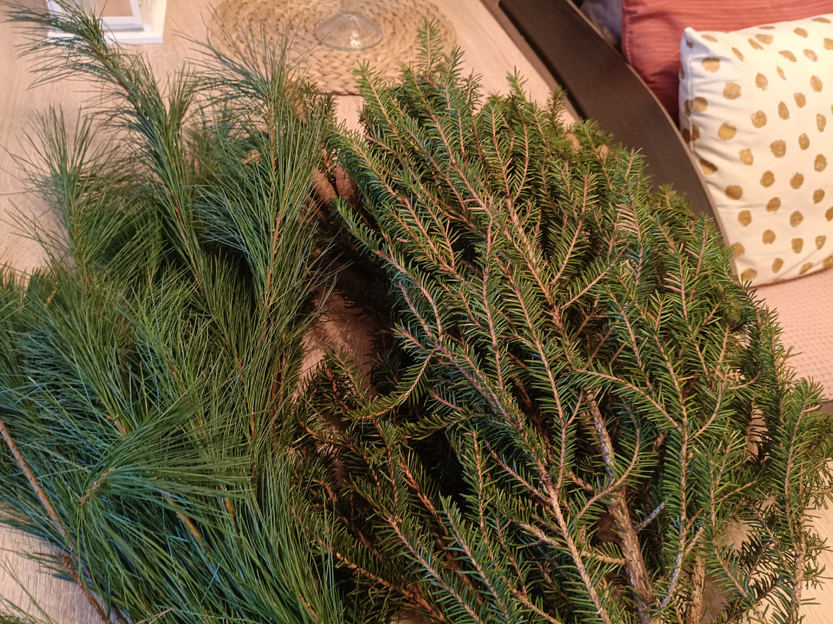 Фото автора. Ветки ели и пинуса. 